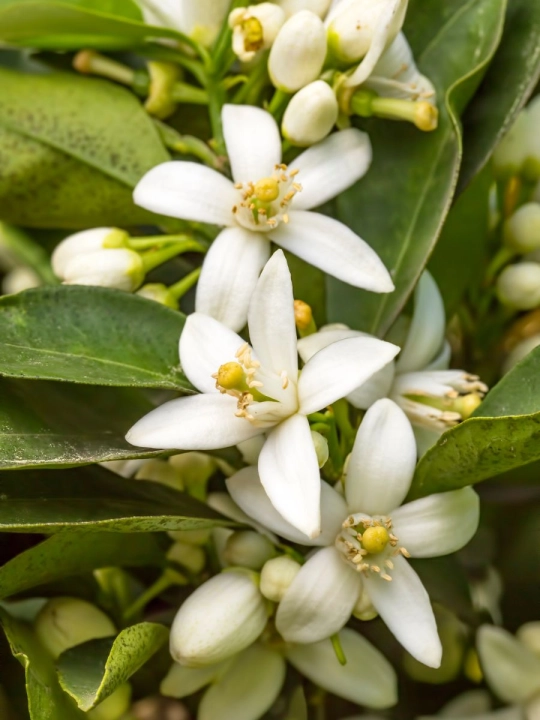 Kwiat Neroli 1.jpg